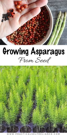 how to grow asparagus from seed with text overlay that reads, how to grow asparagus from seed