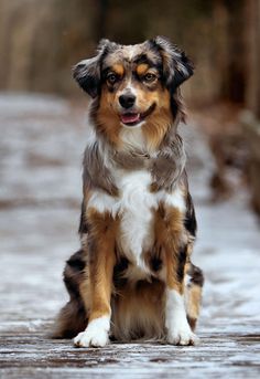 a brown and white dog sitting on top of a wooden floor