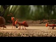 three red bugs walking across a dirt road