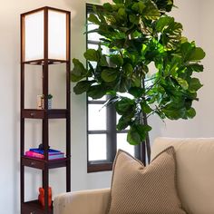 a living room filled with furniture and a potted plant on top of a shelf