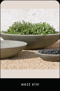 two bowls with plants in them sitting on the ground