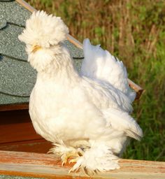 a white bird standing on top of a roof