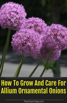 three purple flowers with the words how to grow and care for allium ornamental onions