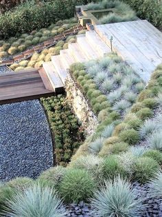 an aerial view of a garden with lots of green plants and rocks on the ground