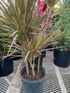 three potted plants sitting on top of a tiled floor next to each other in black pots