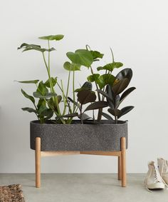 there is a planter with plants in it on the floor next to a pair of shoes