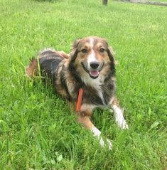 a brown and white dog laying in the grass