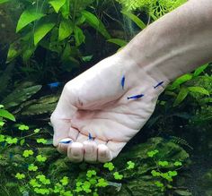 a person's hand holding something in front of some green plants and water with blue arrows on it