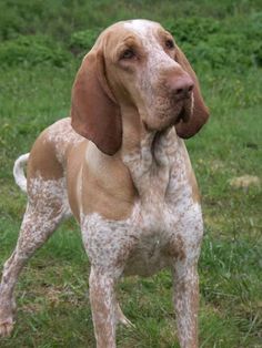 a brown and white dog standing on top of a lush green field