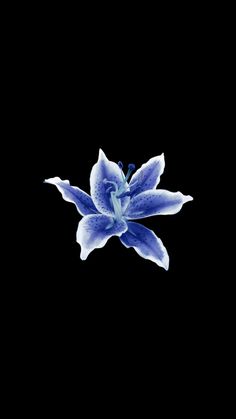 a blue flower on a black background