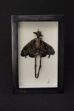 an insect mounted in a wooden frame on a black background with the shadow of it's head