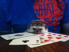 a hedgehog sitting at a table with playing cards on it's lap and an ace card in front of him