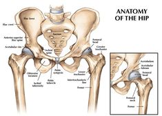 Hip Anatomy | Orthopaedic - Rahul Jain                                                                                                                                                                                 More Hip Anatomy, Joints Anatomy, Anatomy Bones, Human Body Anatomy, Muscle Anatomy, Human Anatomy And Physiology, Medical Anatomy, Medical Studies, Medical Coding