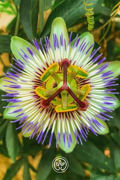 a close up of a flower with green and purple flowers in the center, surrounded by leaves