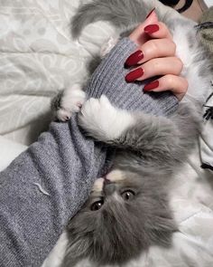 a woman with red nail polish holding onto a grey and white dog's head