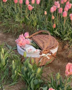 a wicker basket sitting in the middle of a field filled with pink flowers