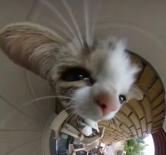 a cat is looking at the camera through a fish - eye view mirror in a house