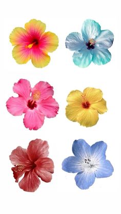 six different colored flowers on a white background