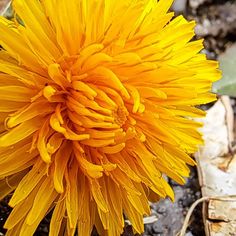 a yellow flower with water droplets on it's petals sitting in the dirt next to leaves