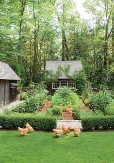 chickens are walking around in the grass near a small house and garden area with a shed