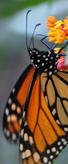 a close up of a butterfly on a flower