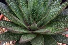 a close up of a green plant in a pot