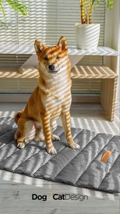 a small dog sitting on top of a mat