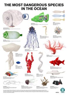 the most dangerous species in the ocean are found on land and sea creatures, including squides