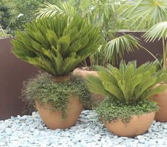 three large potted plants sitting on top of rocks