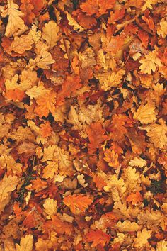 an image of autumn leaves on the ground