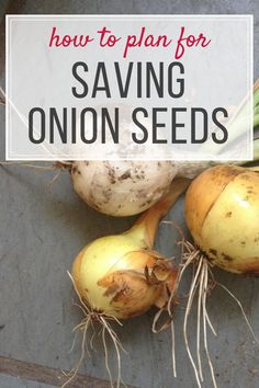 some onions are on the ground with text overlay that says how to plan for saving onion seeds