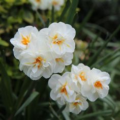 three white flowers with yellow centers in the middle