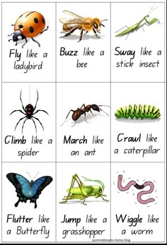 the different types of bugs and insects are shown in this poster, which includes pictures of them