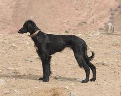 a black dog standing on top of a dirt field next to a rocky mountain range