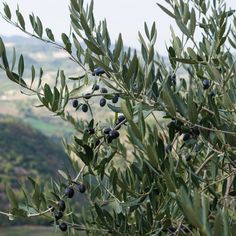 Offer contains (1) Olive Tree in a 1-gallon grower container. Perform best in USDA Hardiness Zones 9-11. Produces small fruit. National Plant Network 1-Gallon White Fruit Olive Tree In Pot (With Soil) | LW1444 Olive Tree In Pot, Olive Plant, Tree In Pot, Single Season, Wisteria Tree, White Fruit, Plant Seedlings, Specimen Trees, Drought Resistant