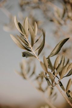 an olive tree branch with lots of green leaves