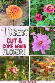 flowers with the words 10 best cut and come again flowers on them in different pictures