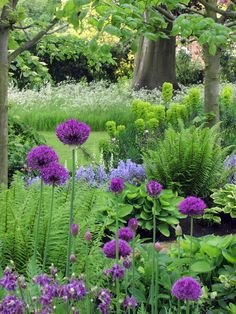 a garden with purple flowers and trees in the background