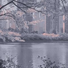 the trees are blooming in front of the water and tall buildings on either side