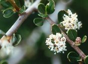 small white flowers are growing on a tree branch