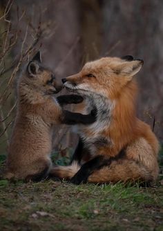 two foxes playing with each other in the grass