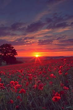 the sun is setting over a field full of red flowers