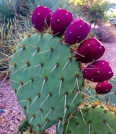 a green cactus with purple flowers on it