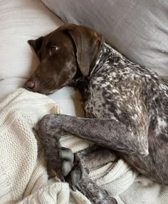 a dog laying on top of a bed next to a white blanket and pillows with his head resting on the pillow