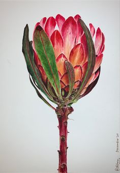 Protea Line Drawing, South African Flowers, Australian Flowers, Watercolor Flowers Tutorial, Australian Native Flowers, Floral Drawing, Flower Art Images