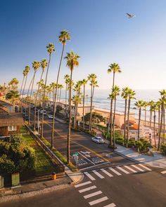 a street with palm trees and the ocean in the background