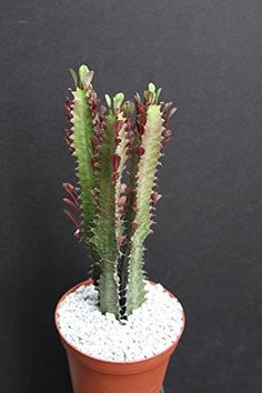 a small potted plant with red and green leaves