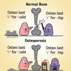 the differences between osteoporosis and normal bone structure in humans'body