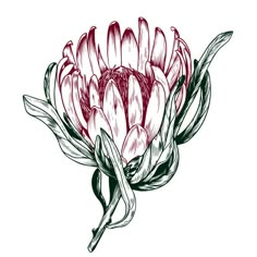 Protea Flower Drawing, Flower Pens, Flower Vector, Free Hand Drawing