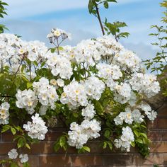 white flowers are growing on the side of a brick wall in front of a blue sky